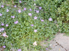 Campanula poscharskyana