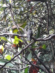 Eupetomena cirrochloris