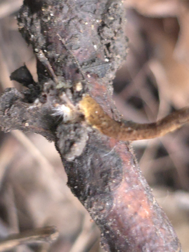 Hairy Long Stem Marasmius