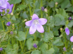 Campanula poscharskyana