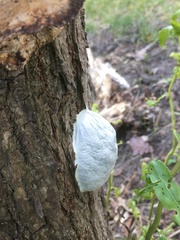 Reticularia lycoperdon