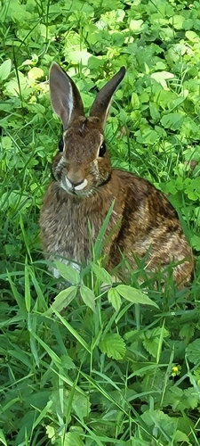 Appalachian Cottontail observed by cyndie42
