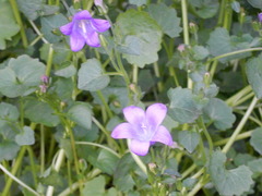 Campanula poscharskyana