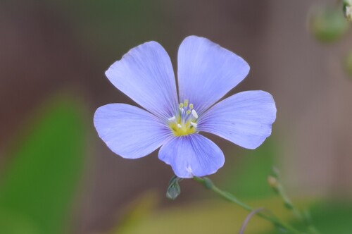 Linum perenne