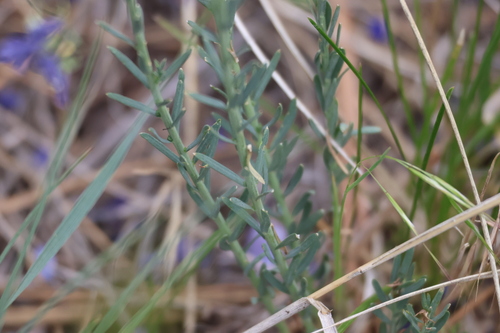 Linum perenne