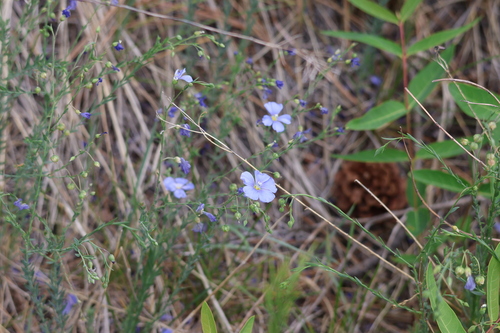 Linum perenne