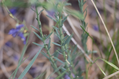 Linum perenne
