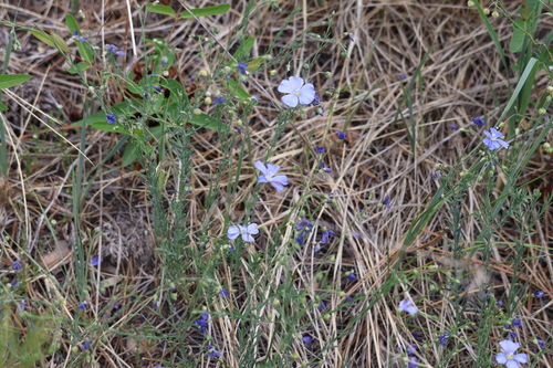 Linum perenne