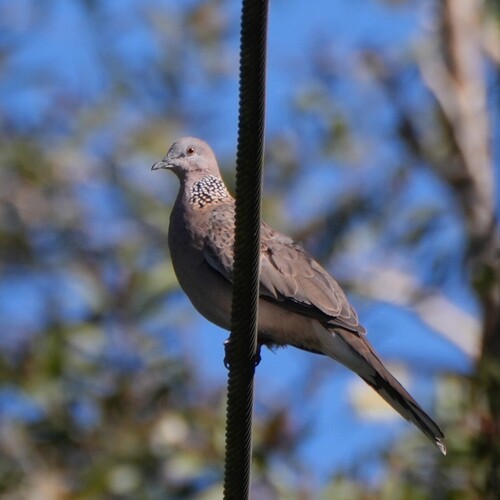 Spotted Dove