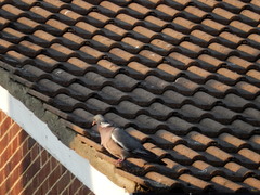 Columba palumbus