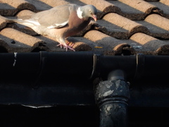 Columba palumbus