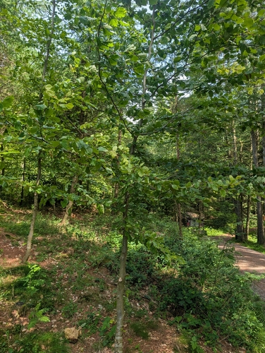 European beech