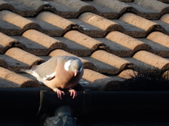 Columba palumbus