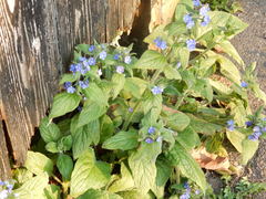 Pentaglottis sempervirens