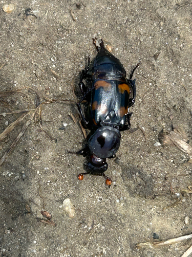 Carolina Burying Beetle