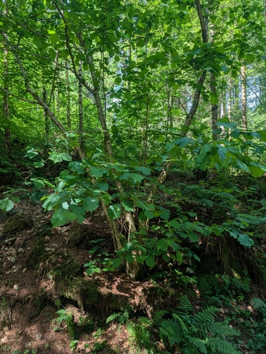 common hazel