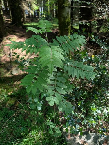 European mountain ash