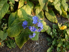 Pentaglottis sempervirens