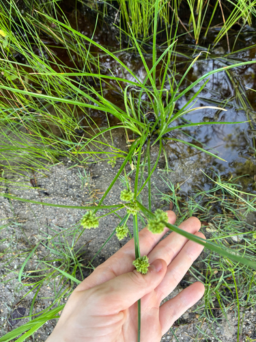 Cyperus entrerianus, photograph 6