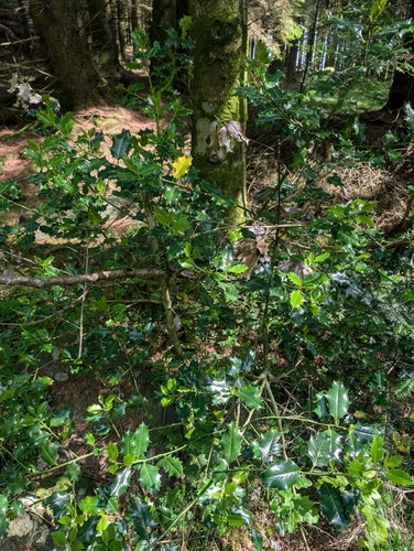 European holly