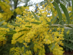 Acacia covenyi