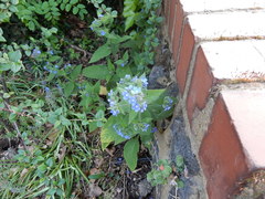 Pentaglottis sempervirens
