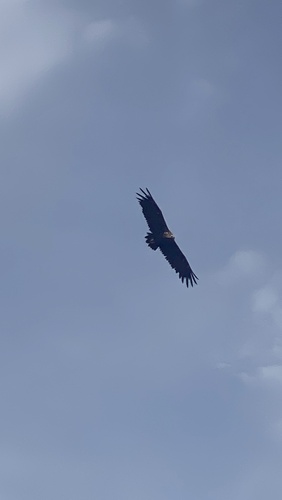 Cinereous Vulture