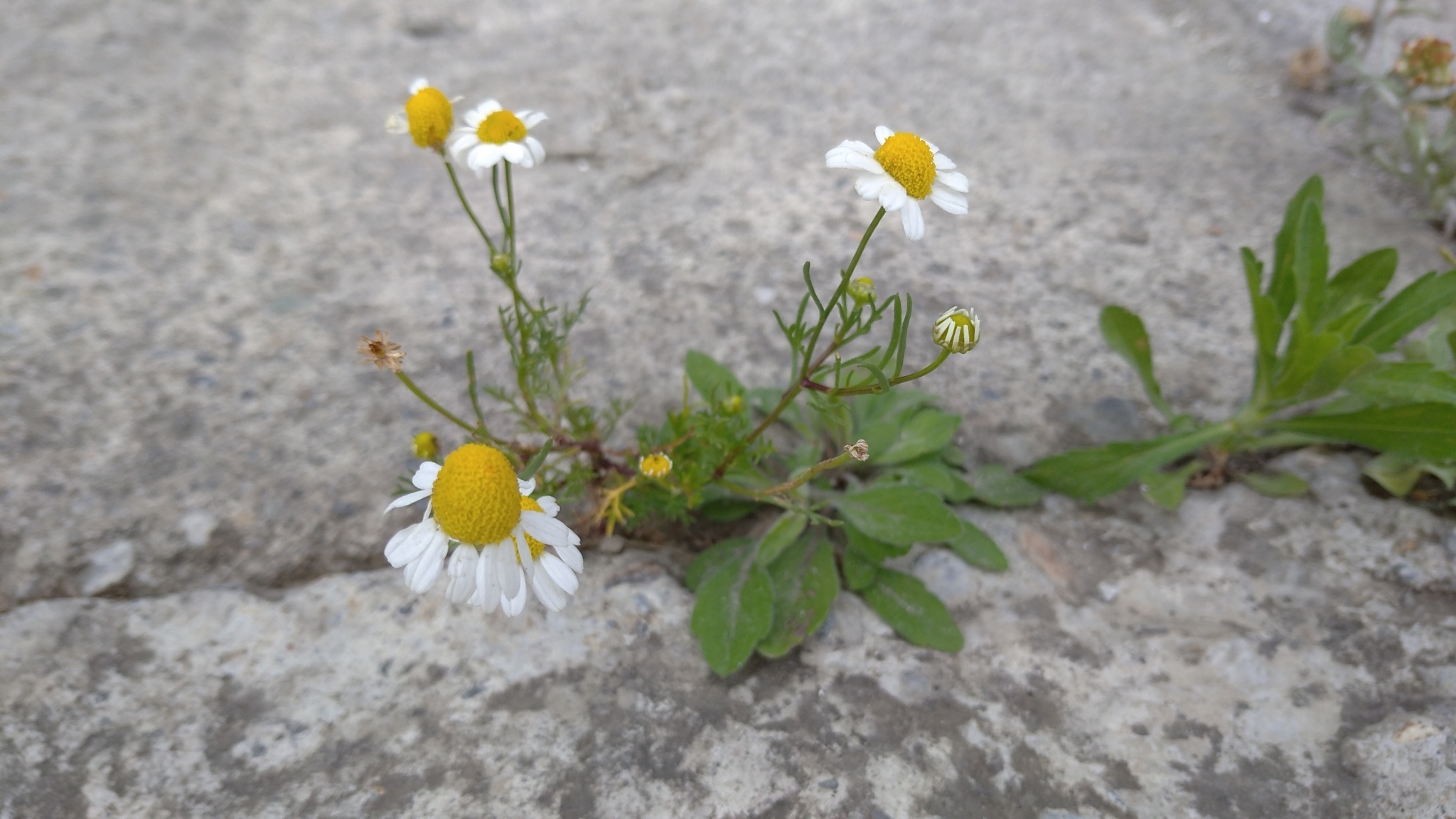 Matricaria chamomilla image
