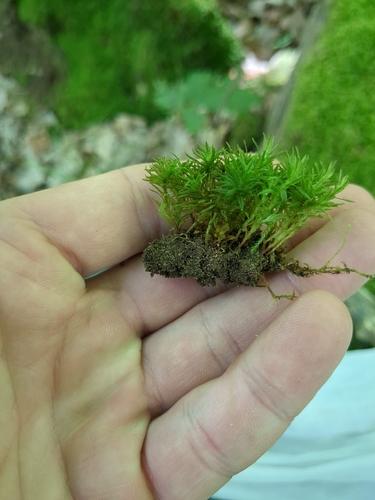 Atrichum altecristatum observed 2026-06-23