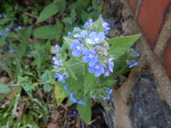 Pentaglottis sempervirens