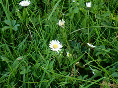 Bellis perennis
