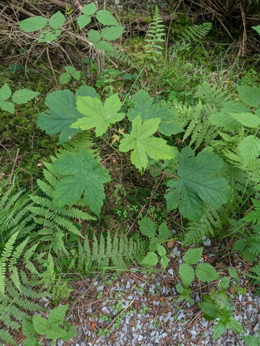 sycamore maple