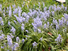 Hyacinthoides