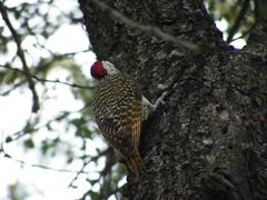 Campethera bennettii