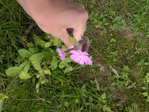 red campion
