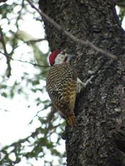 Campethera bennettii