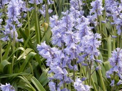 Hyacinthoides