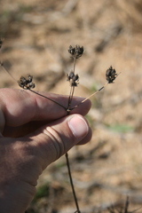 Lichtensteinia obscura