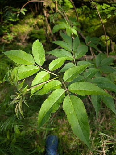 red-berried elder
