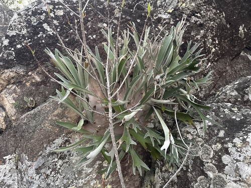 silver elkhorn