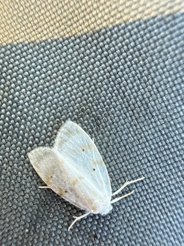 Schistophleps albida