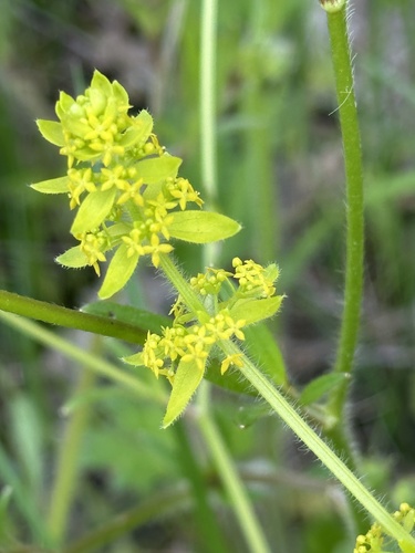 Crosswort