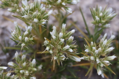 Eremogone hookeri, photograph (c) Millie Basden, some rights reserved (CC BY)