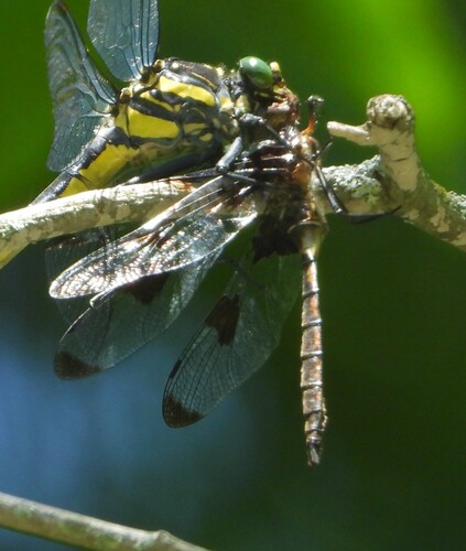 Prince Baskettail photo 6