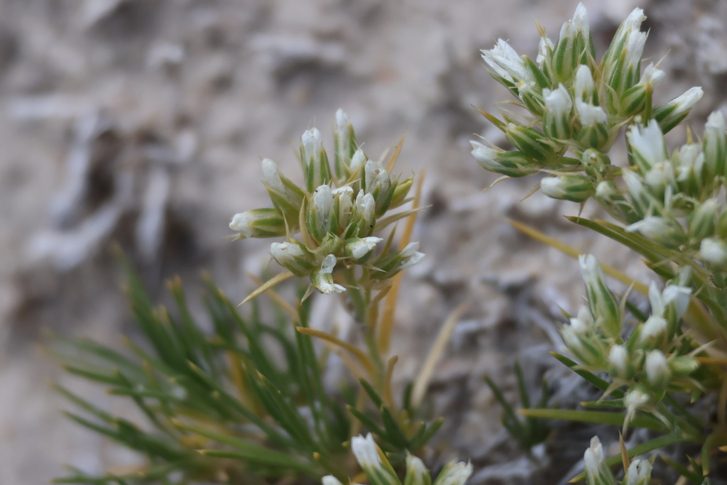 Eremogone hookeri; photograph (c) Millie Basden, some rights reserved (CC BY)