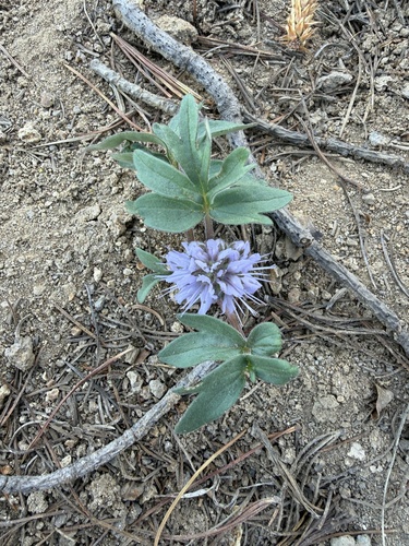 Hydrophyllum capitatum, photograph 4