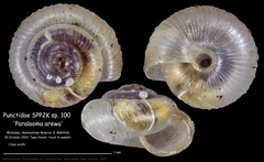 Punctidae