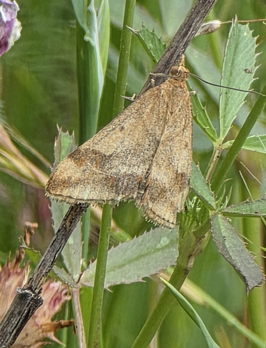 Rusty Pyrausta photo 3