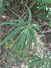 Plumeria alba, photograph author not stated, no rights reserved