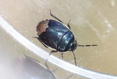 Canthophorus impressus